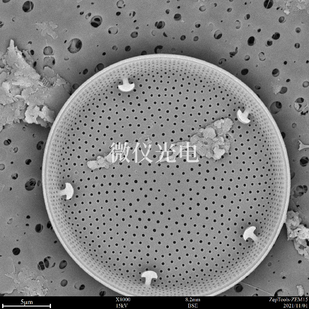 臺(tái)式掃描電鏡觀察樣品要求的干燥的方法有幾種？